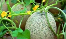 江西网红鹅吃哈密瓜,哈密瓜成新宠！